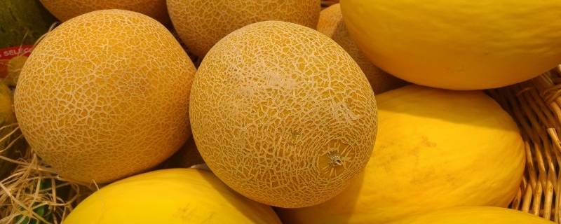 哈密瓜长在树上还是地上 哈密瓜长在树上还是地上或者是藤上
