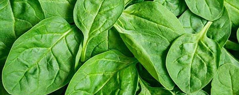 绿叶蔬菜有哪些品种 绿叶蔬菜有哪些