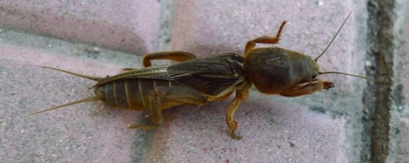 蝼蛄吃什么（蝼蛄吃什么植物）