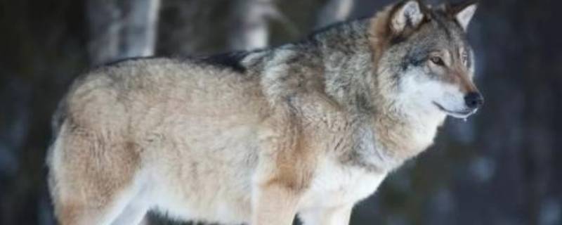 狗和狼是同一物种吗 狗和狼是一个物种吗