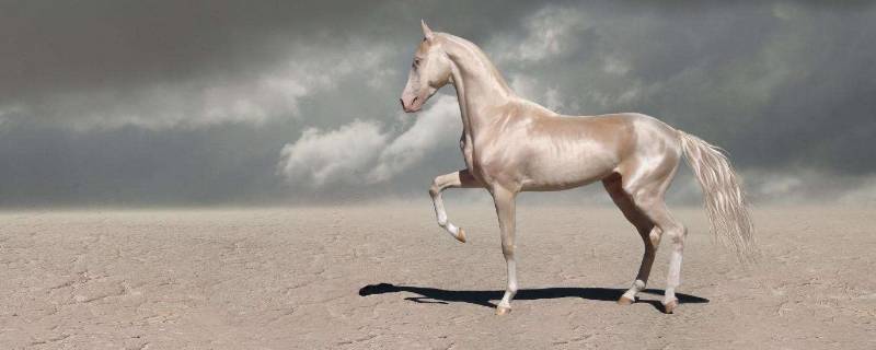 马最快能跑时速几公里（普通马一匹马的价格）