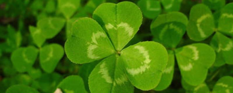 四叶草的幸福什么意思 四叶草是幸运的意思吗