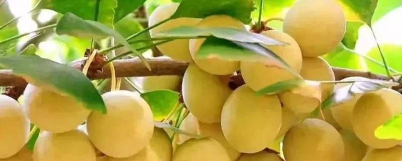 银杏树结的果子叫什么（银杏树果实图片）