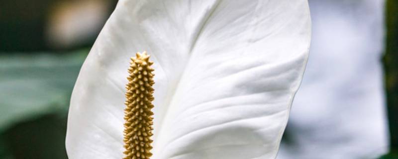 白掌的作用与功效（白掌的作用与功效图片）