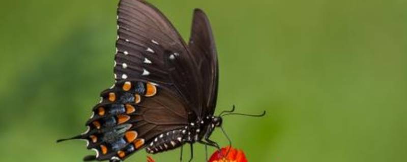 蝴蝶辨别食物味道用身体哪个部位 蝴蝶辨别食物的味道靠的是身体的哪个部位