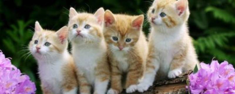 动物会自杀吗（动物会死吗）