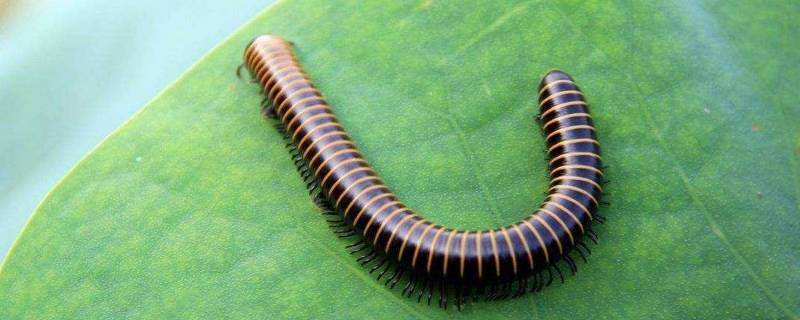 家里马陆虫从哪来的 家里有马陆虫怎么找源头