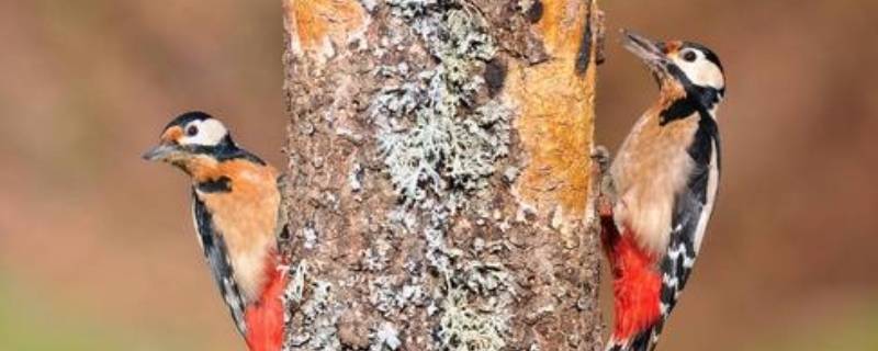 冬天啄木鸟捉虫子吗（冬天啄木鸟会干什么）