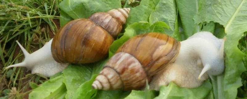 白玉蜗牛有寄生虫吗 人工养殖的白玉蜗牛有寄生虫吗