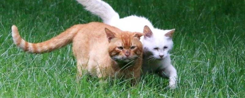 家猫和野猫的区别（家猫和野猫的区别是什么）