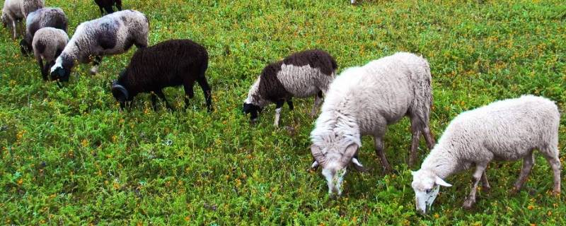 家畜有哪些（家畜有哪些动物十二生肖）