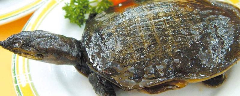 甲鱼什么时候不进食开始冬眠（家里怎样养甲鱼）