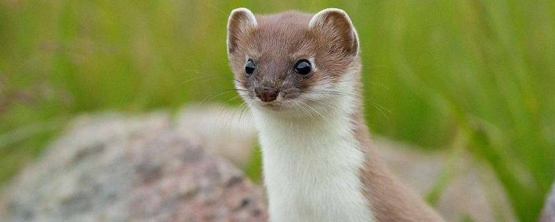 黄鼠狼吃老鼠吗（黄鼠狼吃老鼠吗视频）