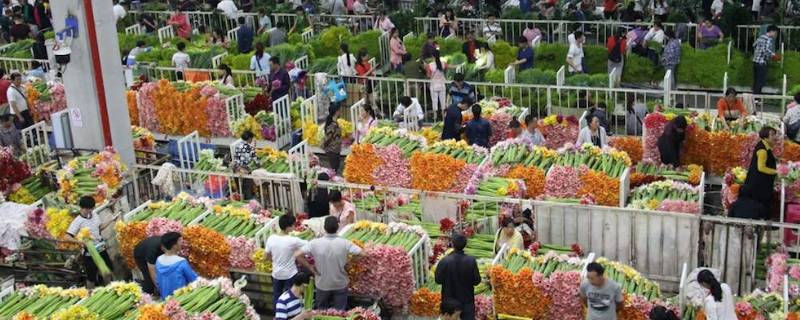 斗南鲜花批发市场在哪里（斗南鲜花批发市场价格）
