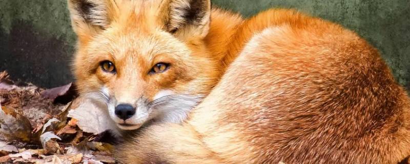 狐狸吃兔子吗（狐狸吃蛇吗）