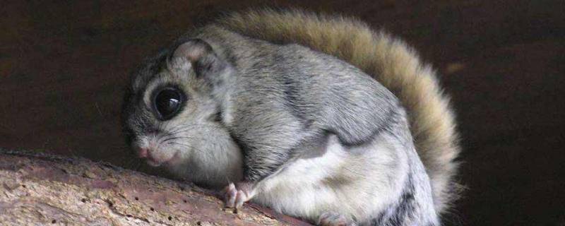 会飞的老鼠叫什么名字 有一种会飞的老鼠叫什么名字