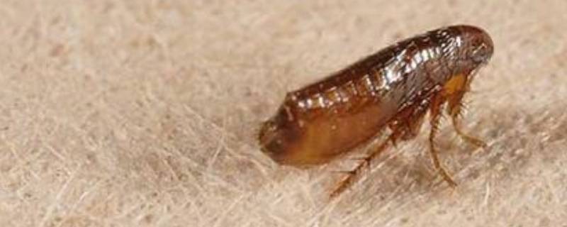 家里有跳蚤怎么办能除根（农村家里有跳蚤怎么办能除根）