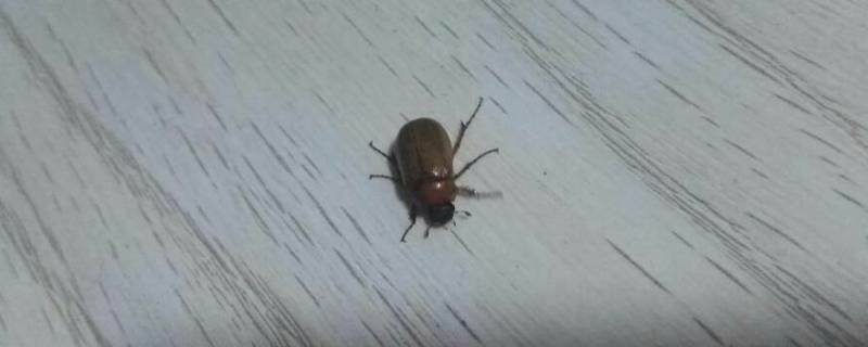 家里有小黑虫怎么清除（家里有小黑虫怎么清除硬壳会飞）