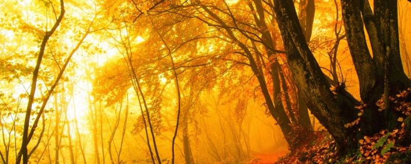 黄色都有什么黄（黄色都有什么黄词语）