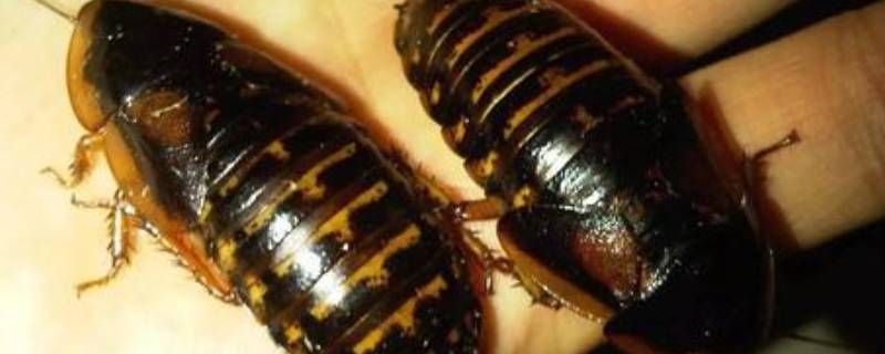 杜比亚蟑螂吃什么（杜比亚蟑螂吃什么蔬菜）