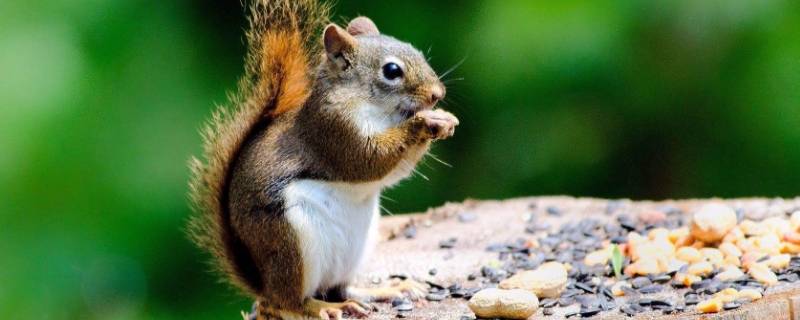 关于松鼠的知识（关于松鼠的知识50字）