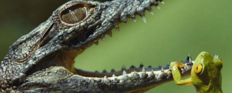 鳄鱼为什么打不过水獭 鳄鱼为什么不咬水獭