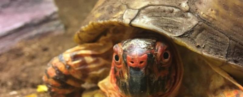 龟是爬行还是两栖 乌龟是爬行还是两栖