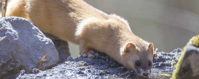 黄鼠狼喜欢吃什么食物 黄鼠狼喜欢吃什么诱饵