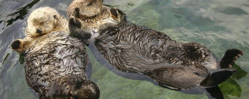 动物繁殖方式有哪些（动物繁殖方式有哪些马）