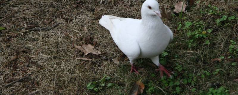 冬天鸽子能孵出小鸽子吗 小鸽子1一25天图片