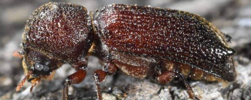 家里小蠹虫怎么根除啊（怎么清除家里的小飞虫）