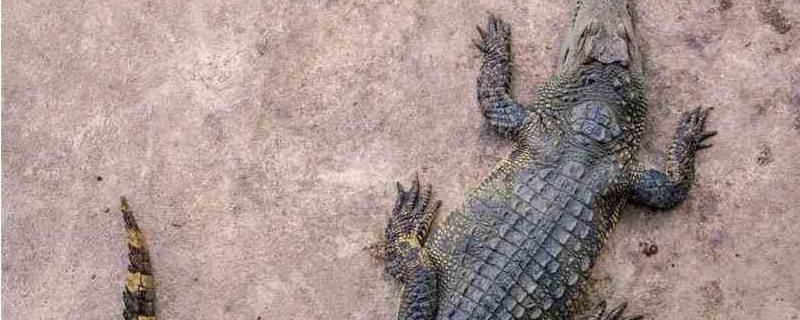 鳄鱼品种 宠物鳄鱼品种