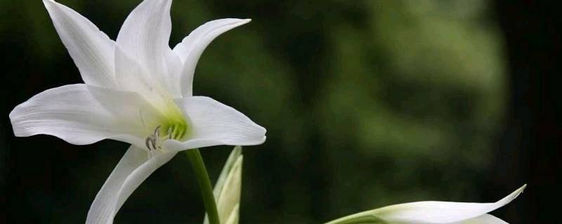 百合由来 百合的鼻祖