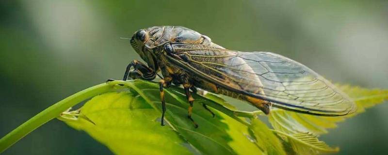 蝉为什么没有听觉（蝉为什么没有听觉呢）