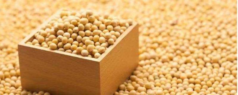 吃大豆会发胖吗（吃大豆减肥还是增肥）