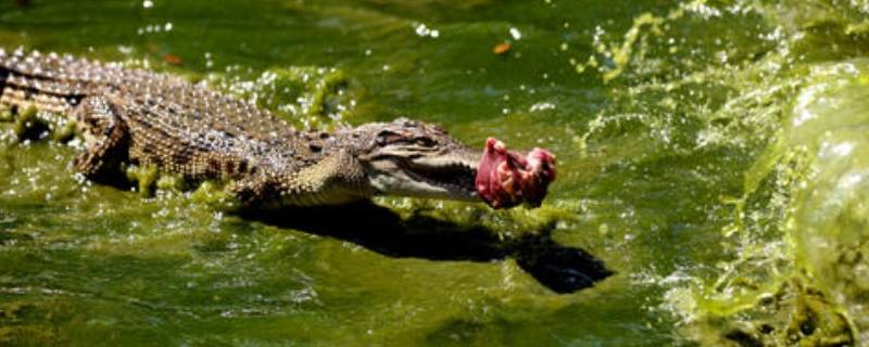 鳄鱼由来（鳄鱼的始祖）