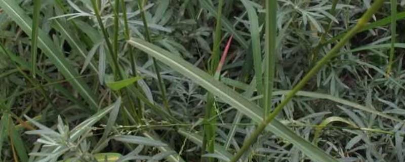 白草的别名（白草的别名是什么）