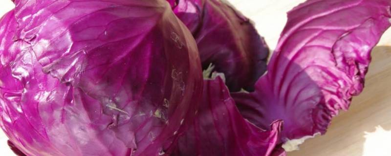 紫甘蓝是什么（紫甘蓝是什么季节的蔬菜）