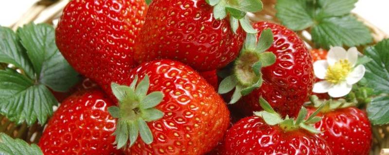 草莓特点（九香草莓特点）