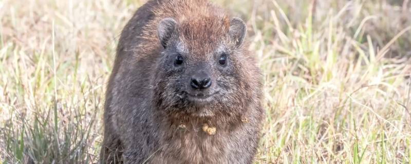 鼠科动物有哪些（鼠科动物有哪些图片）