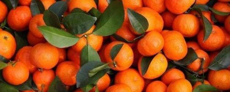 八月桔与沙糖桔的区别（八月沙糖桔怎么管理?）