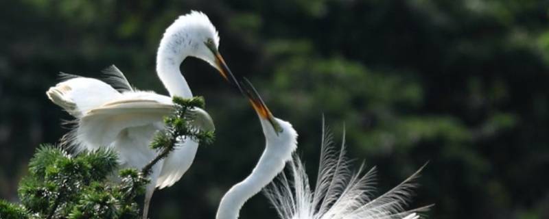 白鹭的外形和生活特点 白鹭的外形和生活特点写成作文