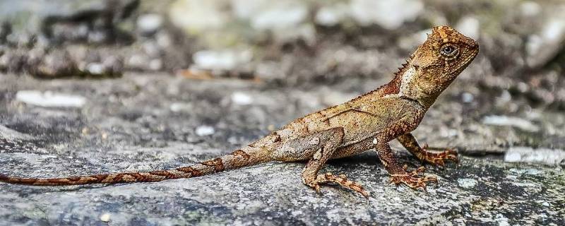 壁虎是哺乳动物吗（壁虎是哺乳动物吗为什么）