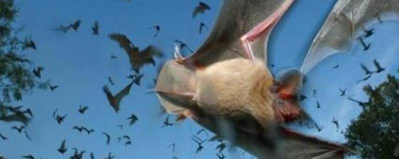 蝙蝠是一种小型兽类吗（蝙蝠是一种小型兽类动物）