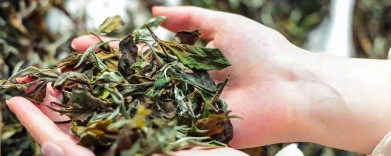 白茶由来 白茶由来的介绍