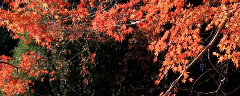 八大关枫叶在哪条路 八大关看枫叶的路是什么路