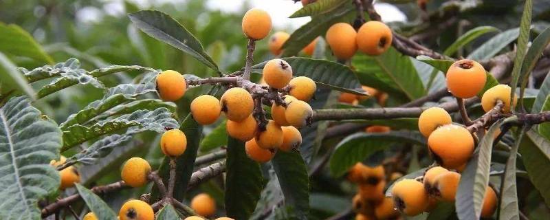 枇杷寓意（枇杷寓意是什么意思）