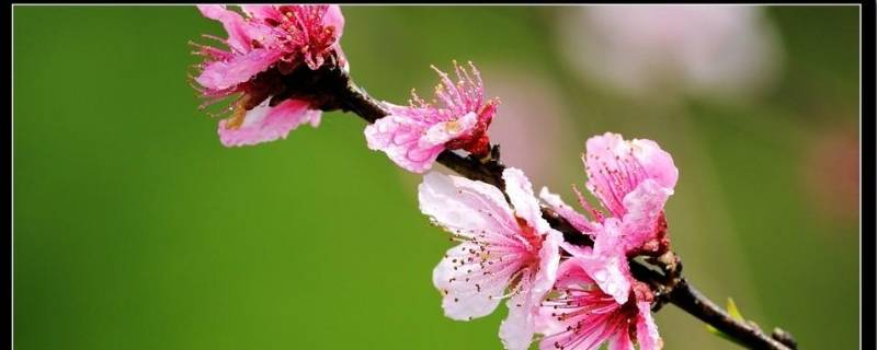 春季习俗 春节有什么风俗 传统