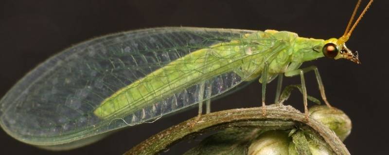 草蛉虫咬人吗（草蛉虫咬人吗?）
