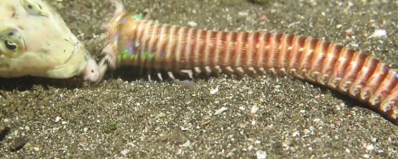 博比特虫有多长（博比特虫能长多长）